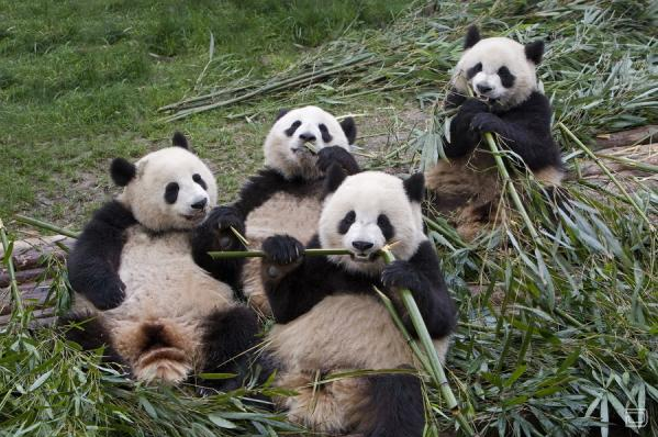 Kak_panda_ljubit_bambuk_